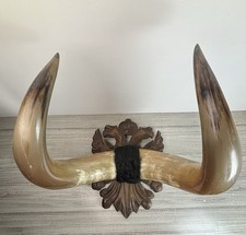 Taxidermie cabinet curiosité d'occasion  Bolbec