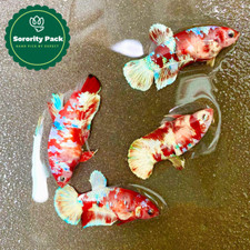 Koi red gold for sale  San Diego