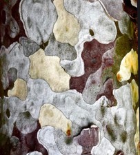 Pinus bungeana lacebark usato  Napoli