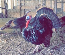 American turkey eggs for sale  LLANDINAM