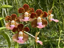 Orchid Orchidee Orquídea Vanda Peter Swenson, FRAGRANT   (27 Pr) na sprzedaż  PL