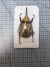 Dynastinae dynastes hyllus usato  Spedire a Italy