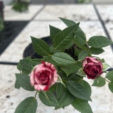 Mini rose plant for sale  Quakertown