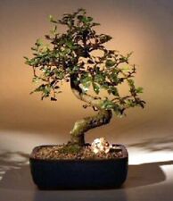 Curved trunk indoor for sale  Patchogue