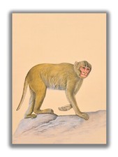 Interesante Pintura De Mono Macaco Hecha A Mano 8.8 X 6 Pulgadas "PN13173" comprar usado  Enviando para Brazil