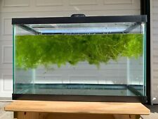 Hornwort plant fills for sale  Chicago