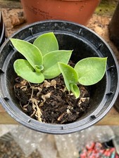 Hosta plants 2 for sale  COLCHESTER