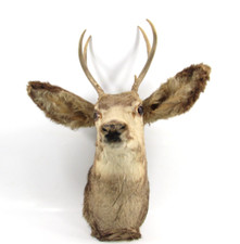 Mule deer head for sale  Oxford