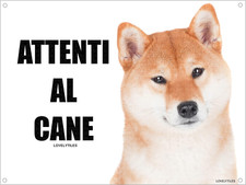 Shiba inu attenti usato  Roma