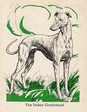 Vintage italian greyhound for sale  Harborton