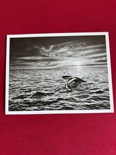 Sebastião salgado valdés usato  Parma
