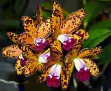 Cattleya suncoast sunspots for sale  LONDON