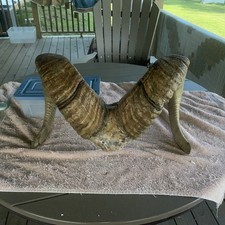 Absolutely awsome huge for sale  Osceola