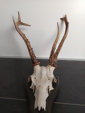 Sibirischer rehbock trophäe gebraucht kaufen  Ringgau