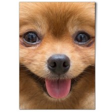 Cute pomeranian dog for sale  SELBY