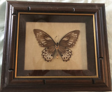 Real butterfly beautiful for sale  Archer City
