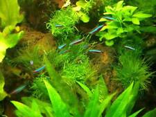 Aquariumset xxl 600 gebraucht kaufen  Nünchritz