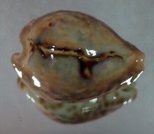 Cypraea teulerei prima usato  Italia