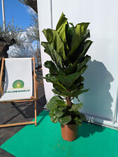 Ficus lyrata 120 gebraucht kaufen  Nordkirchen