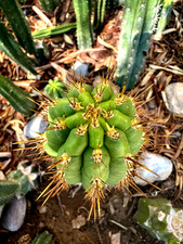 Ornamental cactus frankie for sale  Las Vegas
