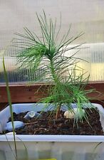 Mexican weeping pine for sale  NORWICH