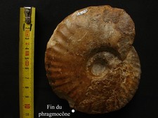 Ammonite callovien pachyceras d'occasion  La Chapelle-Saint-Luc