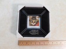 Cat kitten kitty for sale  Harrisburg