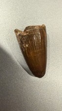 Petrified fossil dinosaur for sale  Cape Coral