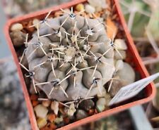 Gymnocalycium stellatum rare for sale  Shipping to Ireland