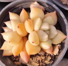 10x echeveria j.c. for sale  BEXHILL-ON-SEA