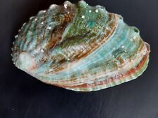 Coquillage ormeau abalone d'occasion  Bayonne