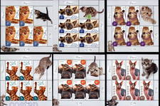 2020 cats persian d'occasion  Expédié en Belgium