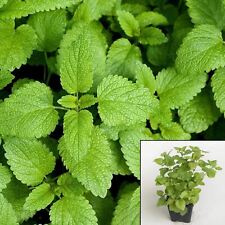 Lemon balm 4.5inches for sale  Modesto