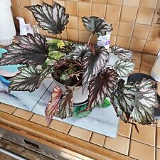Begonia rex d'occasion  Soucht