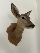 mounted deer head for sale  SCARBOROUGH