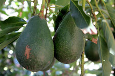 Avocado dwarf grafted for sale  Norwalk