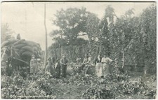 Old hampshire hop for sale  DUNDEE