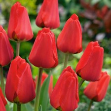 Tulip apeldoorn bulbs for sale  UK