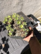 huge bromeliad for sale huge bromeliad for sale Whittier