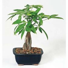 Money tree pachira for sale  Santa Clara