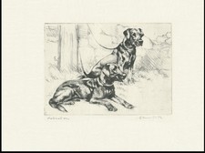 Labrador retriever dogs for sale  COLEFORD