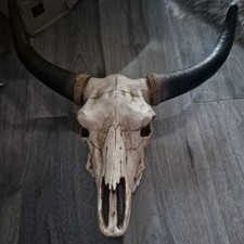 skull wall art for sale skull wall art for sale NORTHAMPTON