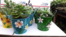 Succulent live plants for sale  Menifee