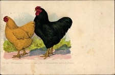 Rassehühner wyandotten schwar gebraucht kaufen  Berlin