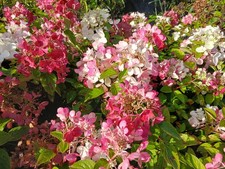 Hortensie hydrangea diamond gebraucht kaufen  Appen