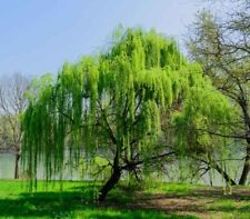 Boutures plans saule d'occasion  Cahors