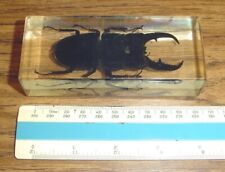 Stag beetle large for sale  Sutter Creek