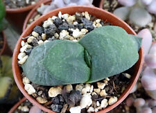 Gasteria armstrongii plante d'occasion  Servian