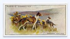 Collie smooth players for sale  COLEFORD