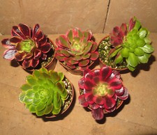 5er aeonium set gebraucht kaufen  Falkensee